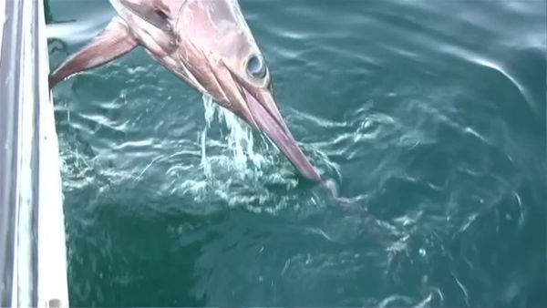 James Prosek: Ocean Fishes
