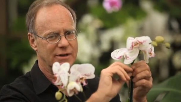 The Orchid Whisperer