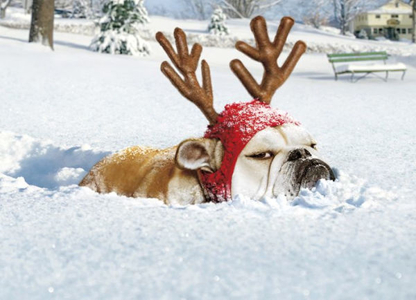 Christmas Boxed Cards Bulldog Reindeer