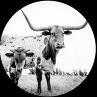 Title: West Texas Blues, Artist: Mike Flanigin