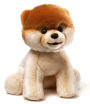 Boo, the World's Cutest Dog