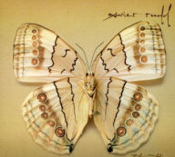 Title: White Moth, Artist: Xavier Rudd