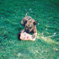 Title: Cody [LP], Artist: Joyce Manor