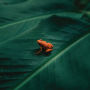 Ingredient