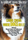 Canine Cinema: Where Dogs Rule
