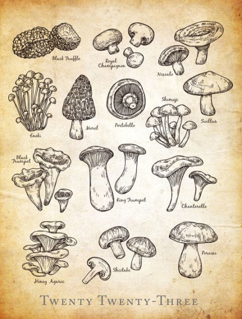 2022-2023 Weekly Planner Mushroom Types by Madison Park Greetings