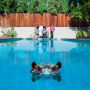Hippopotamus