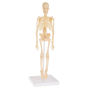 Human Skeleton Model Kit on Base 13.25 inch Kids Skeletal Model with Realistic Looking Bones and Movement for Learning Science, Anatomy by Hey! Play!