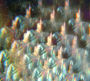 Into the Diamond Sun