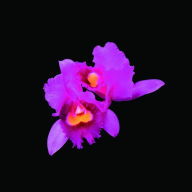 Title: Orchid, Artist: Opeth
