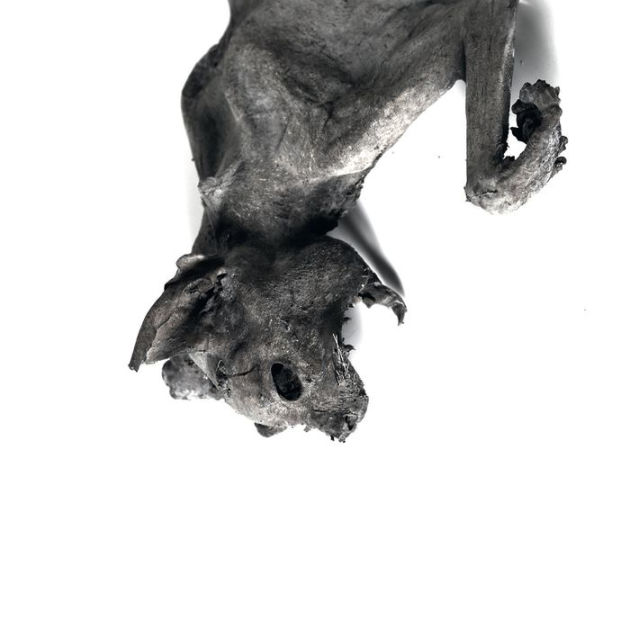 metempsychosis