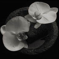 Title: Corpse Flower, Artist: Jean-Claude Vannier