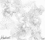 Bloodroot