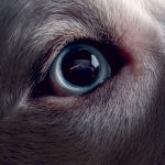 Alternative view 1 of The Dark Side of the Moon Redux