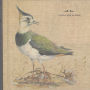 Feathers Wet, Under the Moon