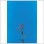 Joanna Newsom & the Ys Street Band EP