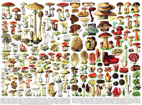 Mushrooms 1,000-PIECE JIGSAW PUZZLE