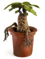 Alternative view 3 of Harry Potter Magical Creature - Mandrake [B&N Exclusive]