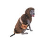 Star Wars Big Dog's Chewbacca Pet Costume- Size - 3X