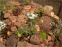 Making A Rock Garden