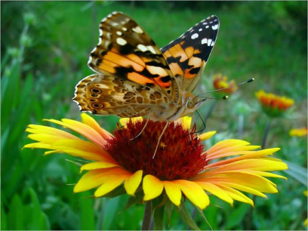 Butterfly Gardening For Beginners