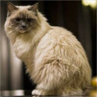 Title: Recipes For Cat Food And Kitty Treats, Author: . Unknown