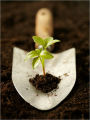 Mulching: The Different Types of Mulch and Most Important Reasons to Mulch