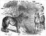 Aesop's Fables