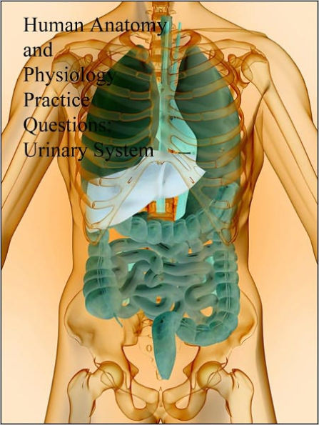 Human Anatomy and Physiology Practice Questions: Urinary System