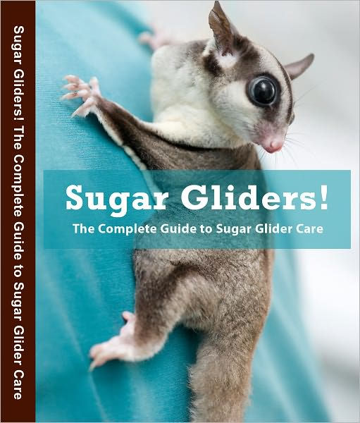 sugar glider care