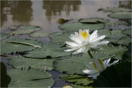 Title: How to Build and Manage a Garden Pond, Author: Nancy Jackson