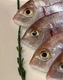 Aquarium Care : Beginner's Guide in How to Setup and Maintain Aquarium