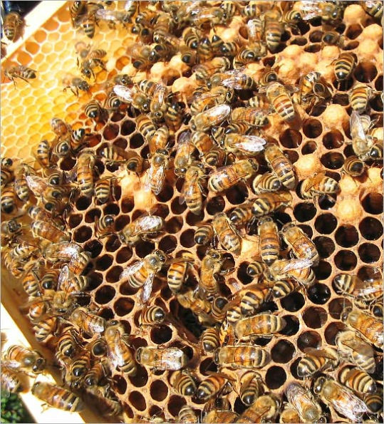 Beekeeping Guide : Secrets on How to Keep Bees Successfully