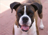 Title: Boxer Dog Care: The Secrets to Make Your Boxer Happy, Author: Richard Thompson