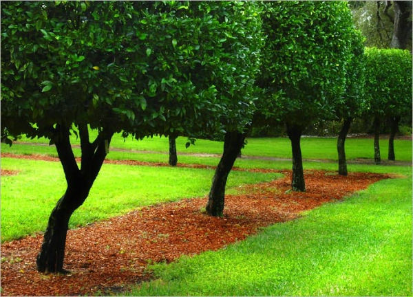 Great Articles on Landscaping Your Dream Yard