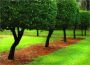 Great Articles on Landscaping Your Dream Yard