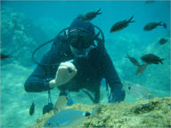 Title: Scuba Diving : Your Guide to Your New Found Exciting Hobby, Author: Donna Lee