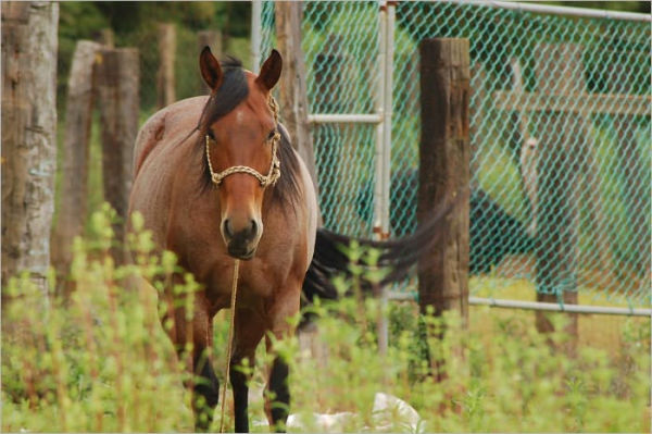 Horse Training : Beginner's Guide to Becoming an Excellent Horse Trainer