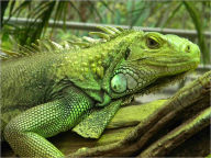 Title: The Complete Iguana Care Handbook: Guide Made Only for Iguana Lover, Author: Valentina Emily