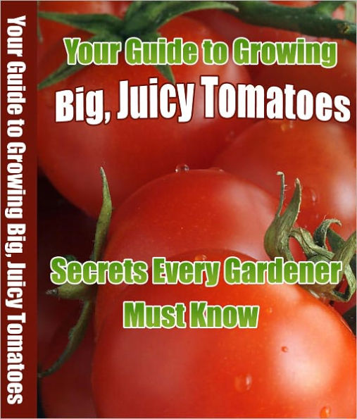 Your Guide to Growing Big Juicy Tomatoes: Secrets Every Gardener Must Know.