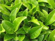 Tea Leaves (Illustrated)