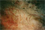 Spinifex and Sand (Illustrated)