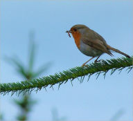 Title: Bird Day; How to prepare for it (Illustrated), Author: Charles Babcock