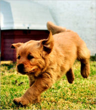 PUPPY CARE: FROM NEWBORN ONWARD