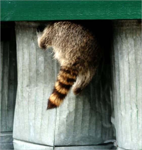 EXOTIC PETS: RACCOONS