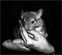 EXOTIC PETS: CHINCHILLA