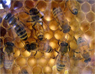 Title: Beekeeping Ebooks: How to Start Your Own Bee Farm, Author: Wyatt Taylor