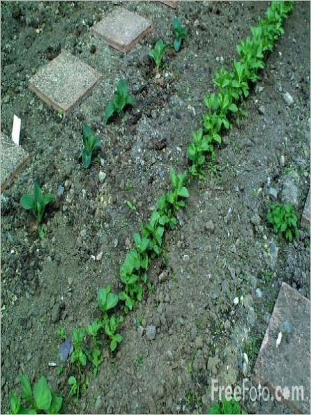 Organic Gardening - How to Start Seedlings