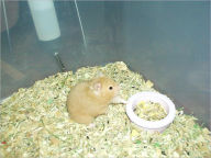 Title: All about Dwarf Hamsters: The Guide Hamster Owner Should Have, Author: Blake Hall