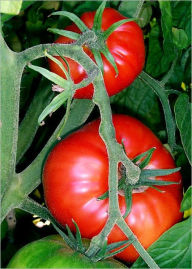 Title: How to Clone Tomato Plants, Author: Karen Peebles